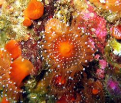 Jewel anemone off the Southern coast of the UK, I think i... by Dawn Watson 